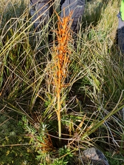 Aciphylla crenulata