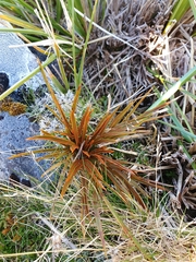 Aciphylla crenulata