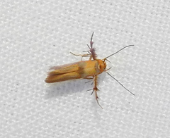 Stathmopoda auriferella