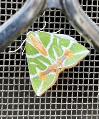 Chlorodes boisduvalaria