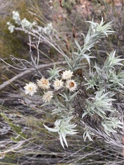Achyranthemum paniculatum