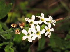 Heliotropium steudneri