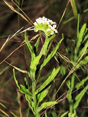 Heliotropium steudneri