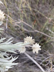 Achyranthemum paniculatum