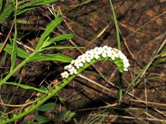 Heliotropium steudneri
