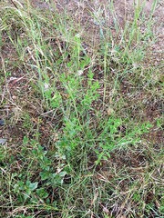 Heliotropium steudneri