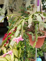 Schlumbergera truncata