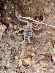 Vaejovidae