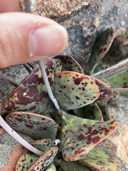 Adromischus maculatus