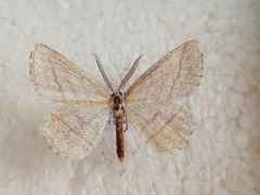 Perconia strigillaria