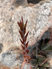 Adromischus maculatus