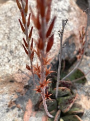 Adromischus maculatus