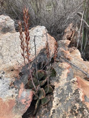 Adromischus maculatus