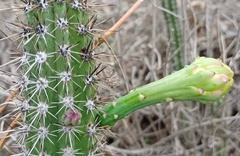 Praecereus euchlorus diffusus