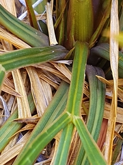 Aciphylla divisa