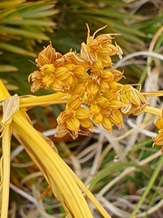 Aciphylla divisa