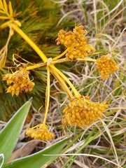 Aciphylla divisa