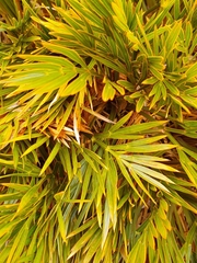 Aciphylla divisa