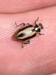 Paranaemia vittigera