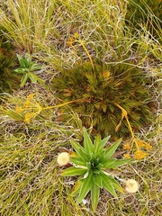 Aciphylla divisa