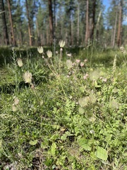 Geum triflorum