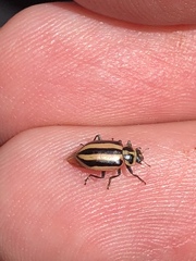 Paranaemia vittigera