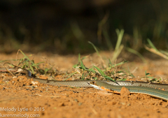 Masticophis schotti ruthveni