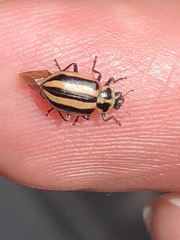 Paranaemia vittigera