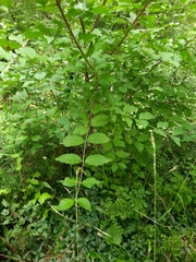 Cornus mas