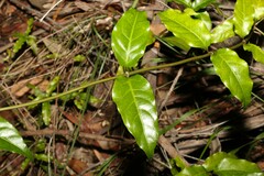 Gynochthodes jasminoides