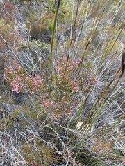 Erica uberiflora