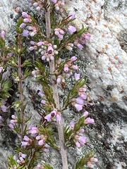 Erica rosacea