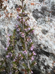 Erica rosacea