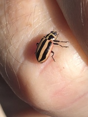 Paranaemia vittigera