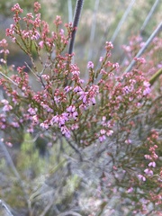 Erica uberiflora