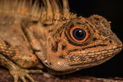 Gonocephalus liogaster