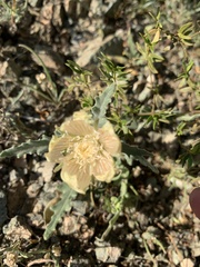 Mentzelia involucrata