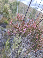 Erica uberiflora