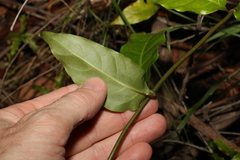 Gynochthodes jasminoides
