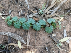 Austrobryonia micrantha