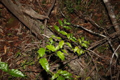 Gynochthodes jasminoides