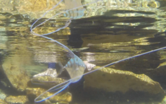 Alectis ciliaris