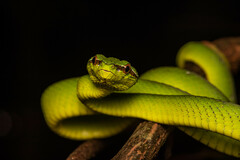 Tropidolaemus subannulatus
