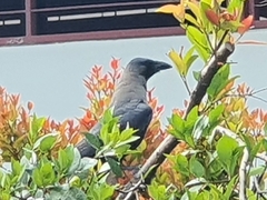 Corvus splendens