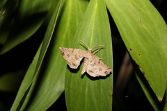 Parepisparis excusata