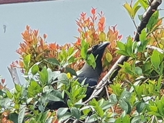 Corvus splendens