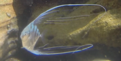 Alectis ciliaris