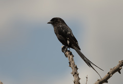 Lanius melanoleucus