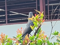 Corvus splendens