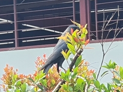 Corvus splendens
